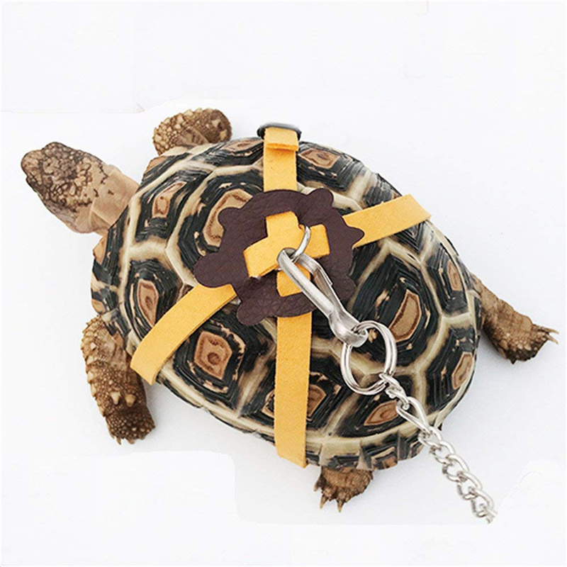 Sangle de traction pour tortue - Water Dish Reptile avis et prix