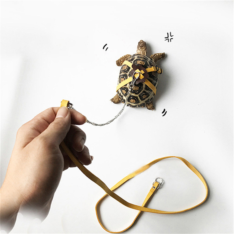 Sangle de traction pour tortue - Water Dish Reptile avis et prix