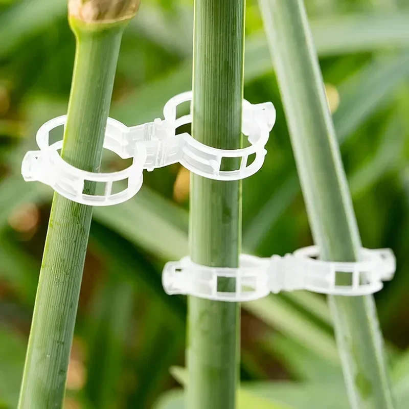 Clip de fixation de connexion  - Vine Climbing Plastic avis et prix