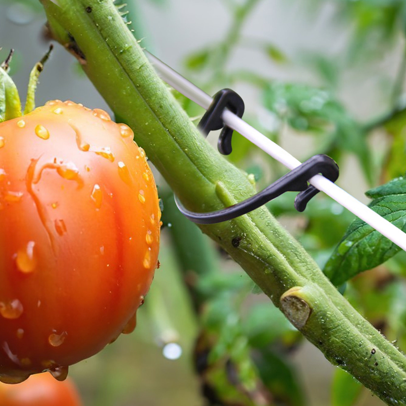 100 pièces, pinces de fixation - Vine Climbing Plastic avis et prix